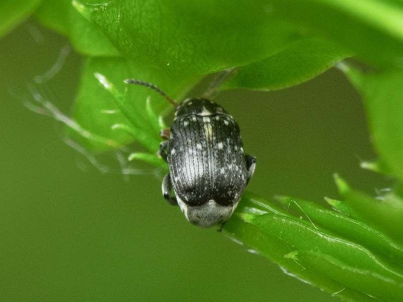 Bruchus atomarius (Linnaeus, 1761)